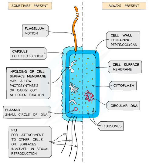 -Cell membrane contains folds known as mesosomes
-Plasmids
-Capsules
-Flagella 
-Pili