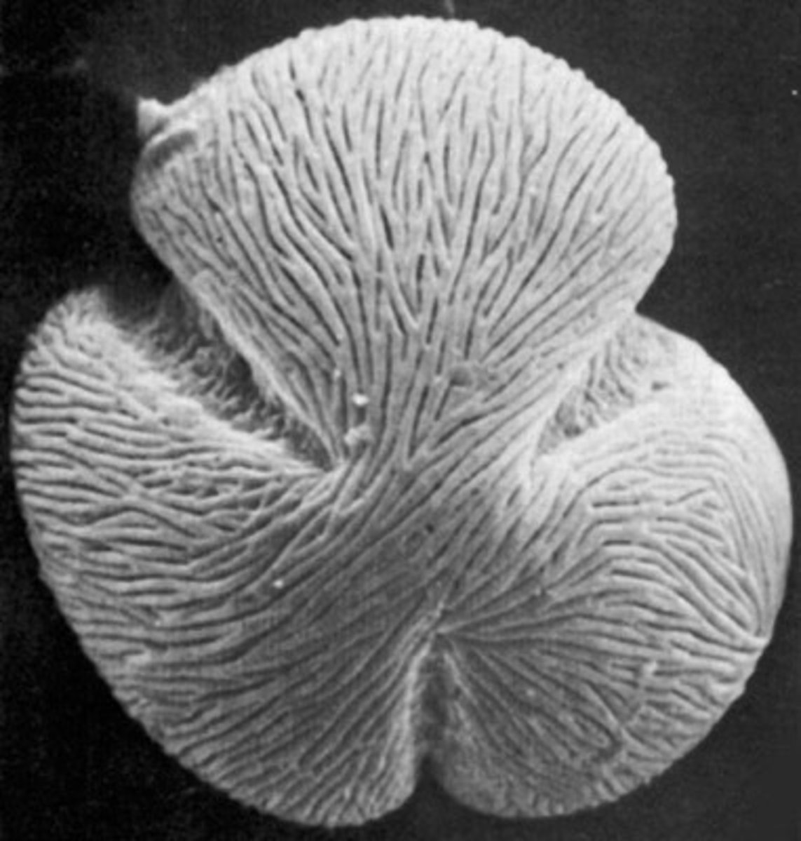 <p>having three pores; typically describes type of pollen</p>