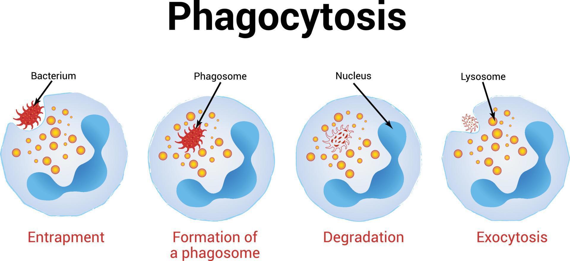 <ul><li><p>a phagocyte recognises the foreign antigen on a pathogen</p></li><li><p>the cytoplasm of the phagocyte moves round the pathogen, engulfing it</p></li><li><p>the pathogen is now contained in a phagocytic vacuole (a bubble) in the cytoplasm of the phagocyte</p></li><li><p>a lysosome fuses with the phagocytic vacuole and the lysozymes break down the pathogen</p></li><li><p>the phagocyte then presents the pathogen’s antigen — it sticks the antigens on its surface to activate other immune system cells</p></li></ul><p></p>