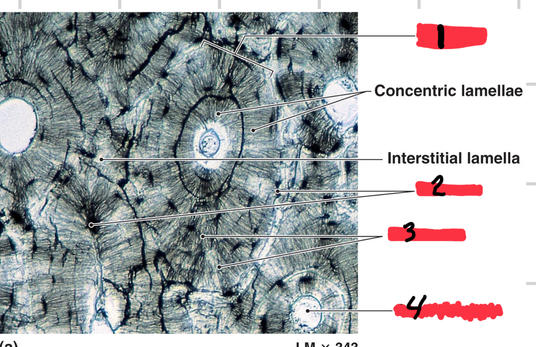 <p>Identify 1-4</p>