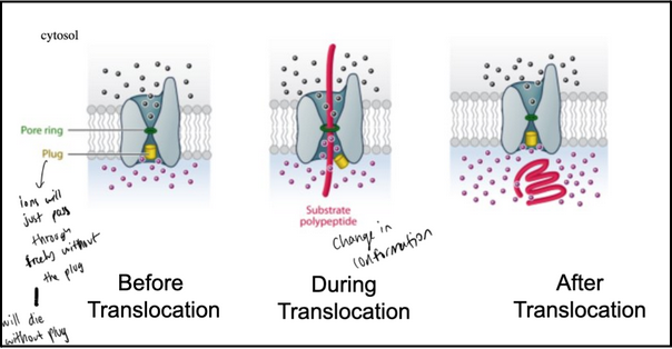 <ul><li><p>The translocon contains a “plug” that seals the channel when no protein is entering; removing this plug is lethal, because the membrane becomes permeable to ions and loses its barrier function.</p></li><li><p>A pore ring made of hydrophobic amino acids forms a tight gasket around the translocating polypeptide, preventing ion leakage even while the chain passes through.</p></li><li><p>Together, the plug and the hydrophobic pore ring ensure the channel is ion-tight both at rest and during protein translocation.</p></li></ul><p></p>