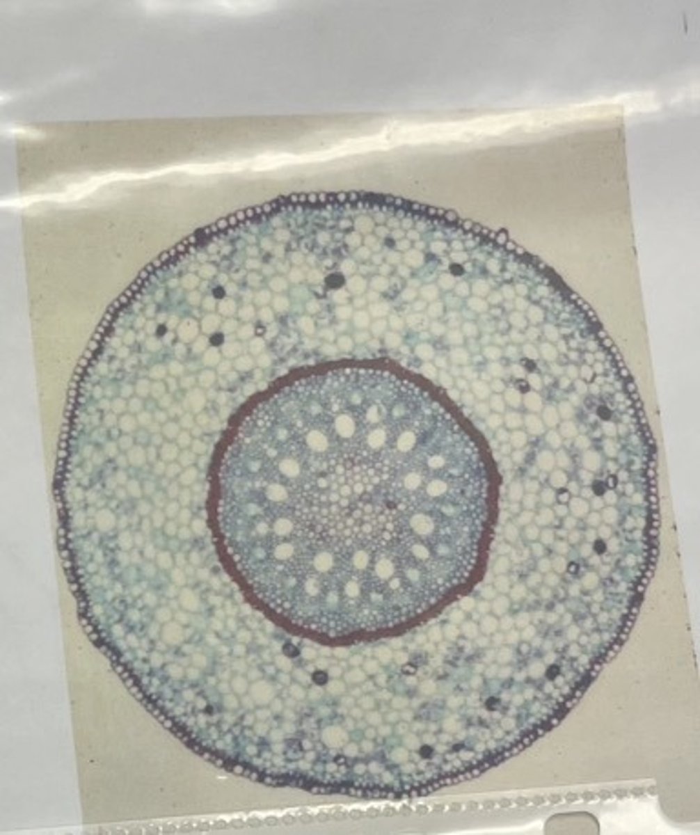 <p>- carrion flower root cross-section</p><p>- vascular bundles (xylem and phloem) that are arranged in a circular pattern around the pith</p>