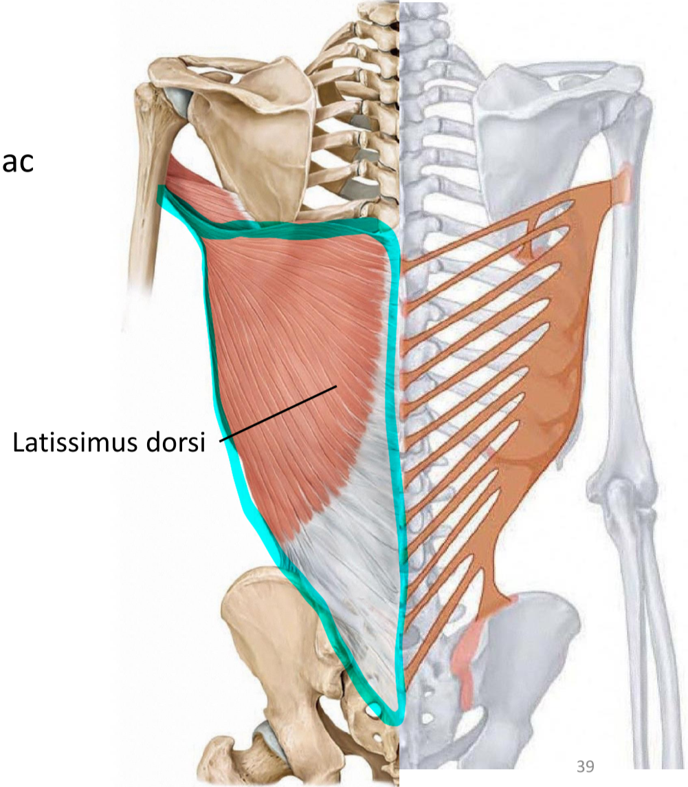 <p>Origin—> spinous process of vertebrae and iliac crest</p><p>Insertion—> lesser tubercle of humerus</p><p>Action—> extend, adduct arm at shoulder</p>