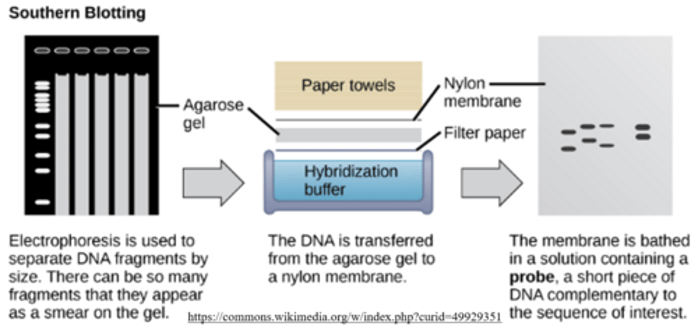 <p>southern blotting; DNA</p>