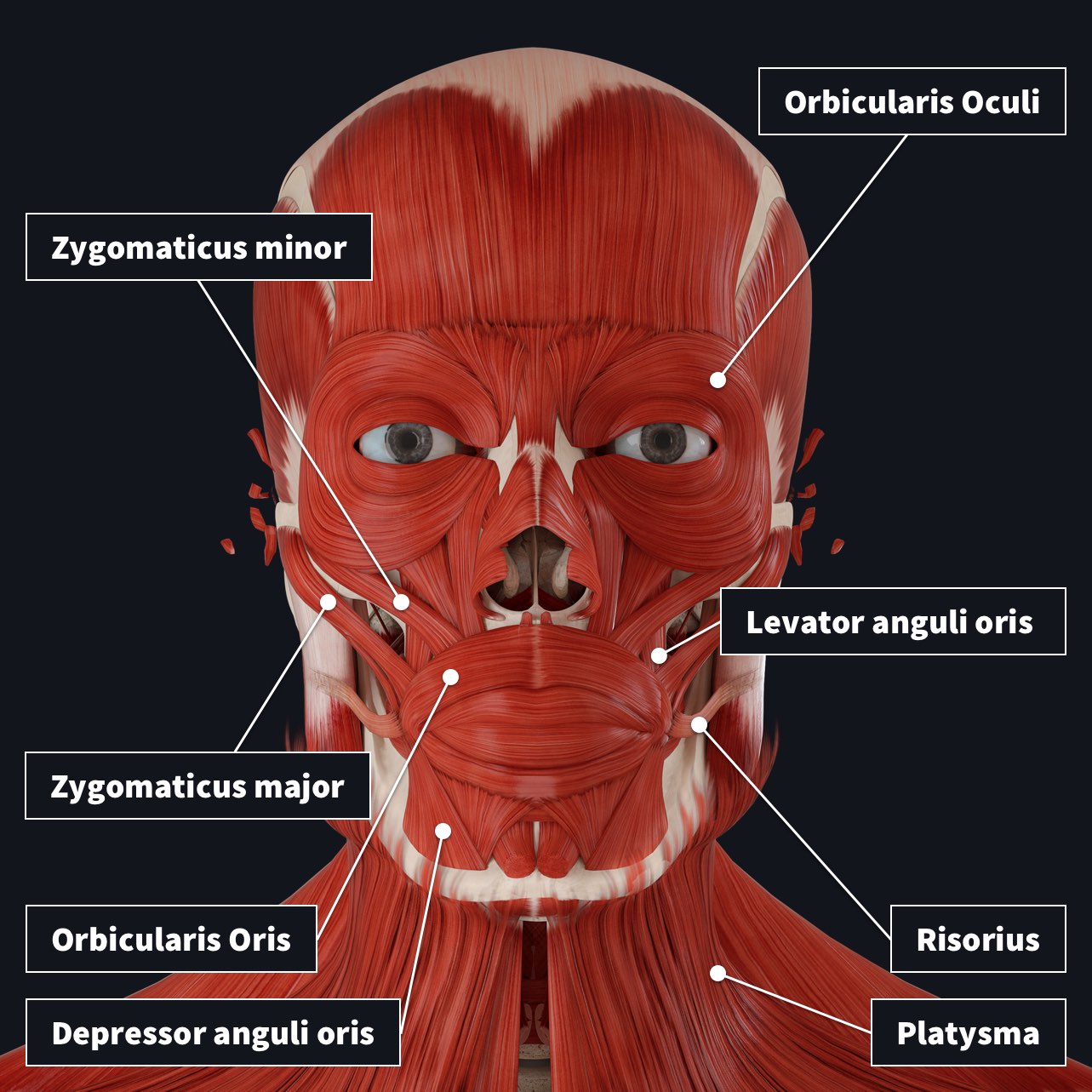 <p><strong>The _____</strong></p><p>• the anterior aspect of the head bounded posteriorly by the _____, superiorly by the _____, and inferiorly by the _____</p><p>• Encompasses the ears, eyes, nose, and mouth</p>