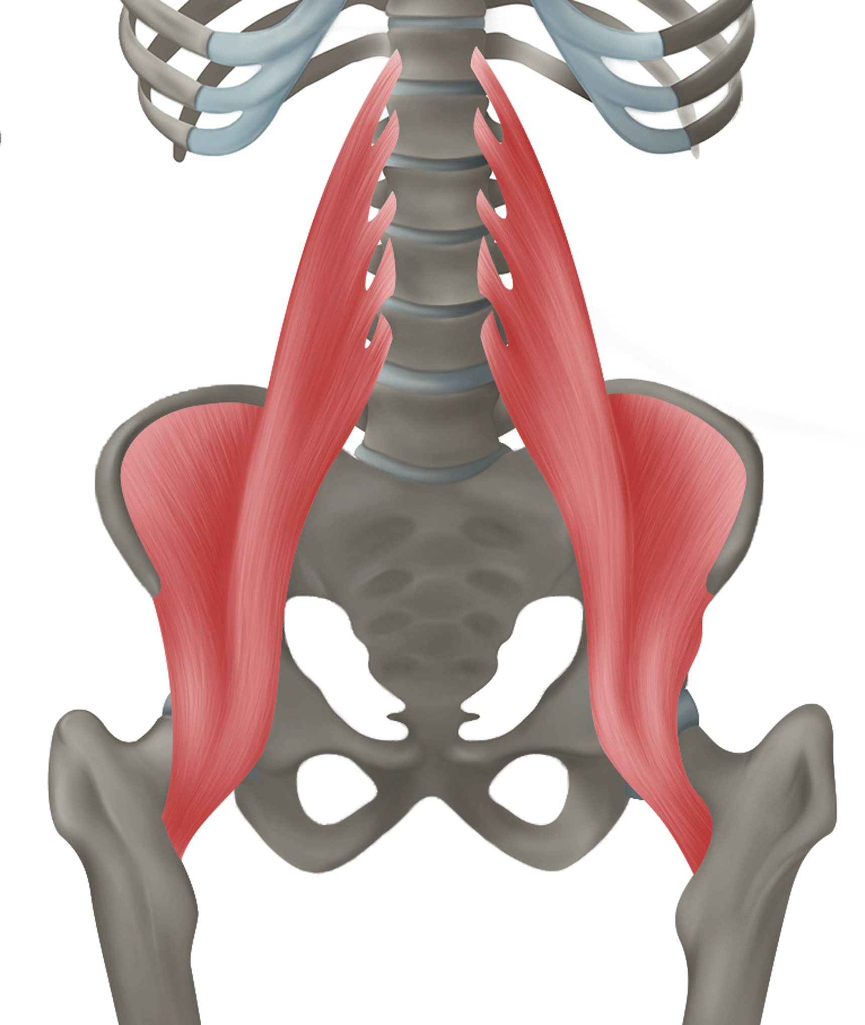 <p>m. iliopsoas - ÚPON</p>