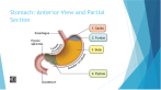 <ul><li><p>Uses gastric acids to break food into a liquid called chyme.</p></li><li><p>Pyloric sphincter regulates chyme movement into the duodenum.</p></li></ul><p></p>