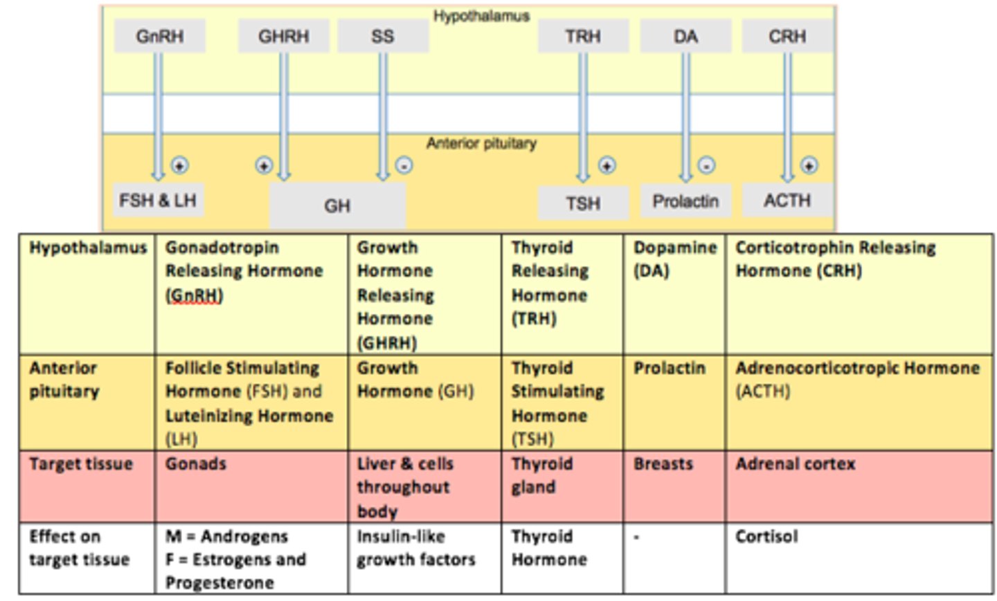 <p>Influences growth and metabolism </p>