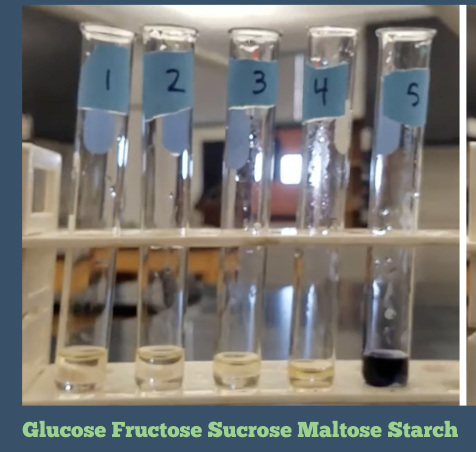 <p>Which of these is positive? (Iodine Test)</p>