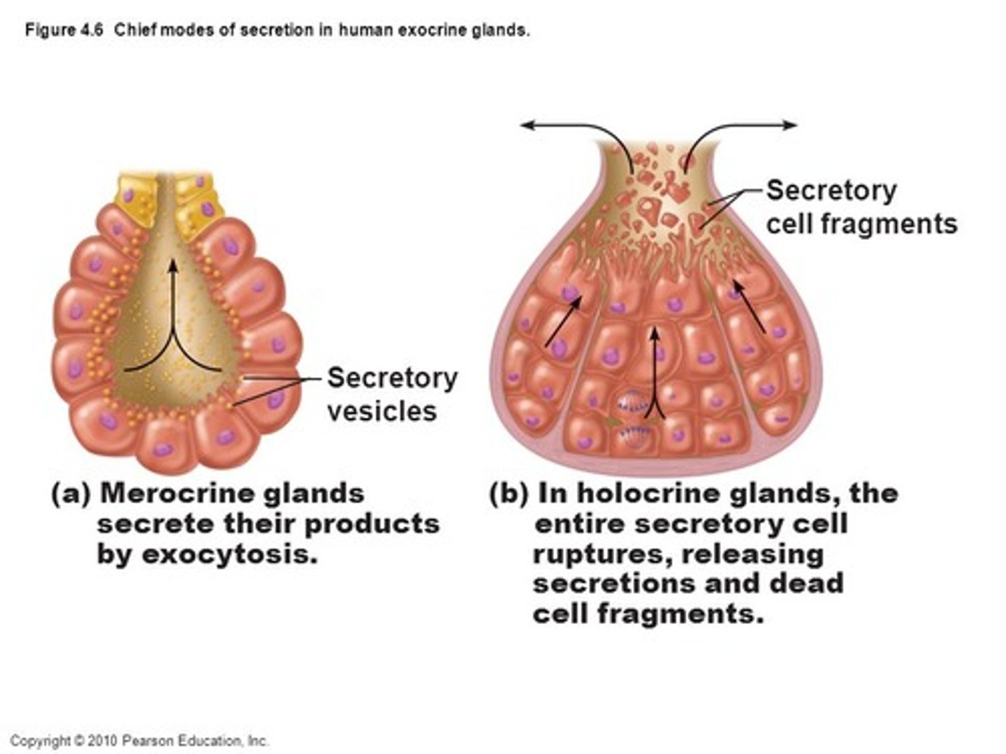 <p>Ceruminous glands,</p><p>Mammary glands</p>