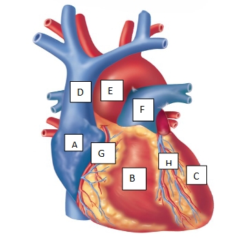 <p>identify and label the parts of the heart (ABC are chambers and DEFGH are vessels)</p>