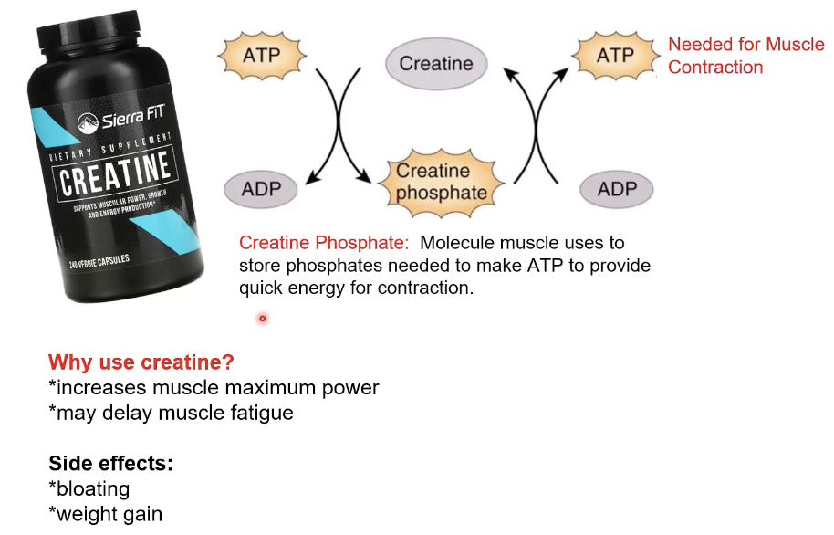 <ul><li><p>amino acid derivative that is converted to creatine phosphate → important molecule for energy storage in muscle</p></li><li><p>increases muscle max power and delay fatigue</p></li><li><p>bloating, weight gain</p></li></ul><p></p>