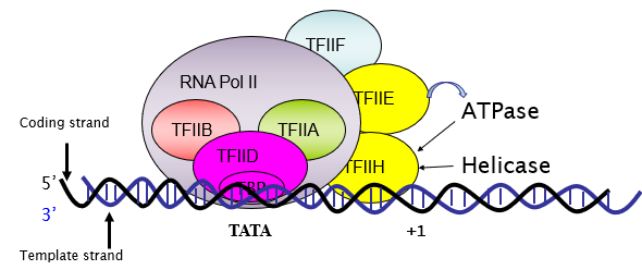 <p>TFIIF</p>