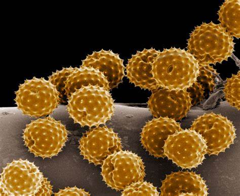 Scanning electron microscopy in pollen grain