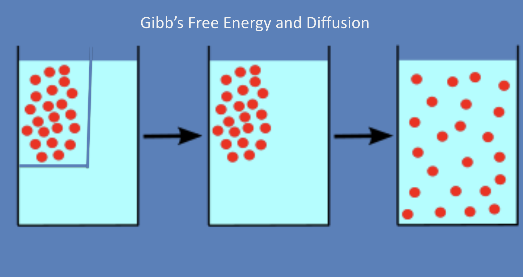 <p>Diffusion is spontaneous because particles move down their chemical potential gradient, making the Gibbs free energy change negative until equilibrium (ΔG = 0) is reached.</p><ul><li><p>When diffusion happens, entropy increases and Gibb’s free energy decreases</p></li></ul><p></p>
