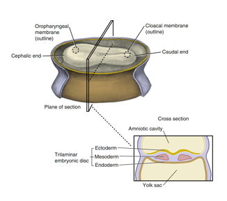 <ul><li><p><strong>origin</strong>: epiblast layer</p></li><li><p><strong>histologic features</strong>: columnar </p></li><li><p><strong>future structure</strong>s: epidermis; sensory epithelium of eyes, ears, nose, nervous system, neural crest cells; mammary and cutaneous glands</p></li></ul><p></p>