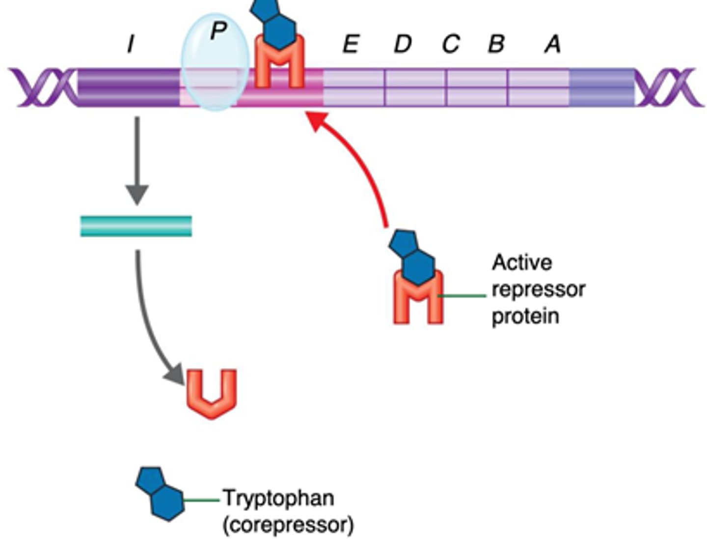 <p>a repressible operon which contains genes that code for tryptophan; excess tryptophan acts as a corepressor meaning it binds to the repressor protein and enables it to repress gene transcription</p>