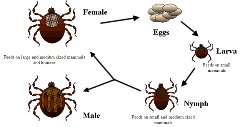 <p>No pupal stage; development is: </p><p>Egg —> larva —> nymph —> adult</p>