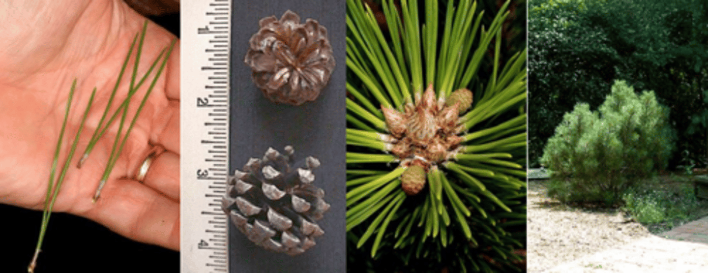 <p>Leaves: Evergreen needles in fascicles of 2, curved but not twisted around each other, 1½ - 2½” long, stiff, medium to dark green, persist for many years. </p><p>Fruit: Small cones, borne singly or in small cluster, 1 to 2 inches long, grayish brown at maturity. </p><p>Twig: Moderate, typically short growth, very dense foliage, reddish gray-brown buds and stem with gray-white fascicle sheath. </p><p>Bark: Brownish gray, on older stems splits and irregular plates develop, raised bumps on smaller stems. </p><p>Form: Most planted cultivars are small bushy, round shrubs, 15-20’ in height</p>