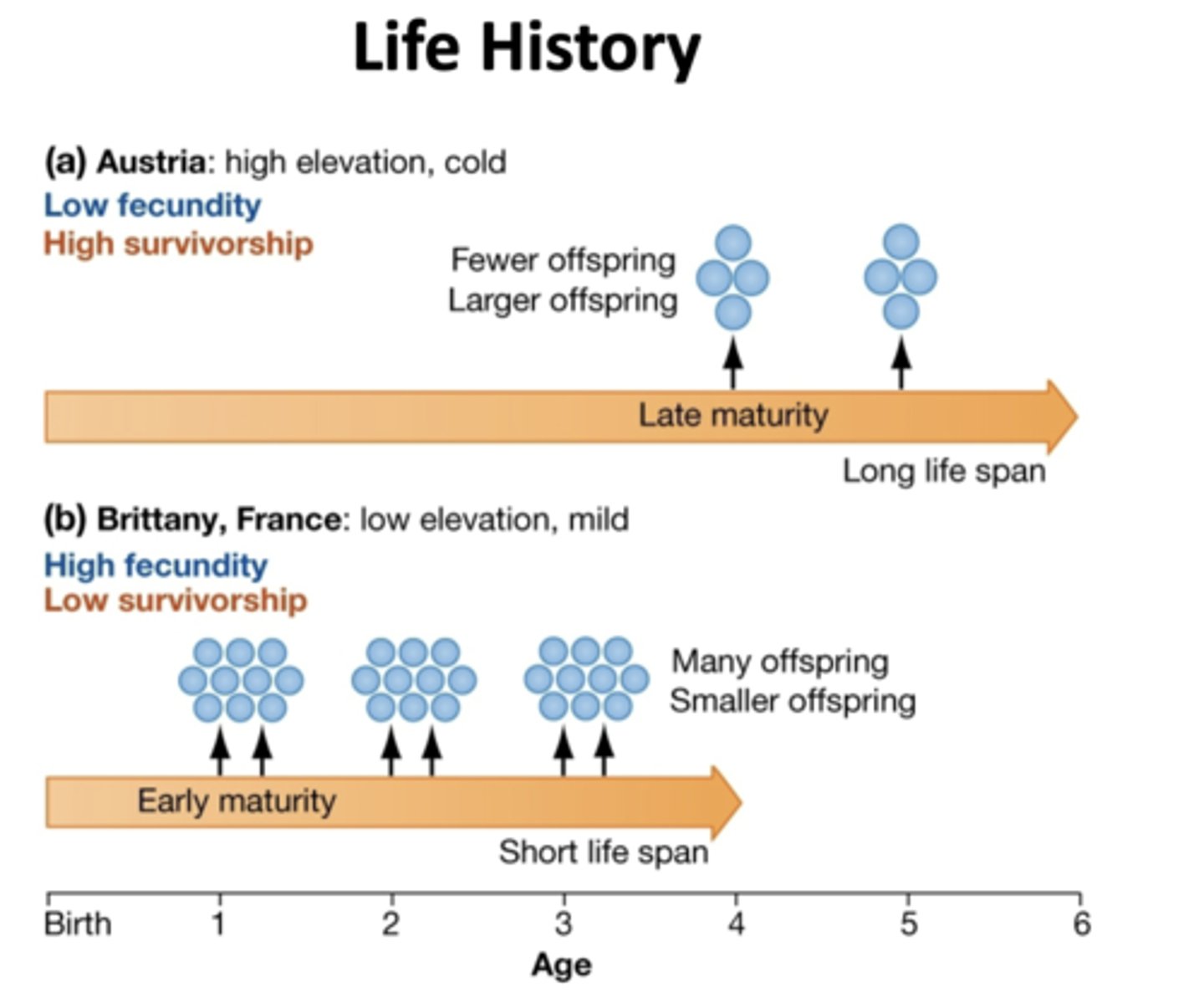 <p>Eg. lizard (from life table) zootoca vivpara fecundity and survivorship depends on temperature in environment</p><p>eg warm temp closer to moderate vs</p><p>cold environment lizards priotitize survivorship over feunidty</p>