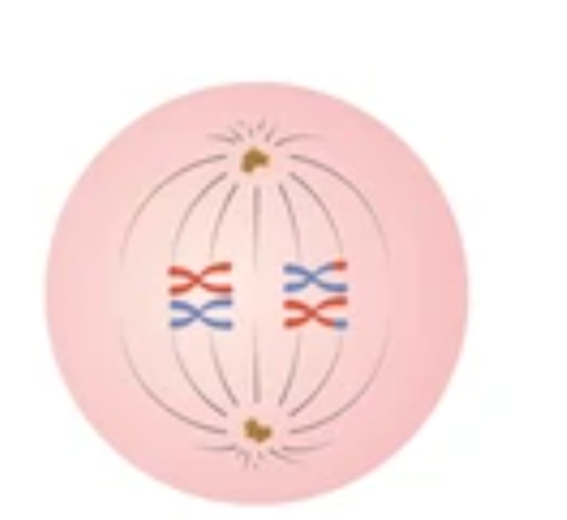 <p>Metaphase 1</p>