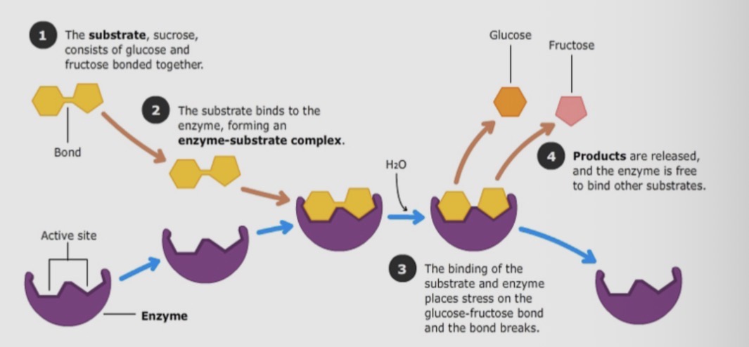 <ul><li><p>Enzymes have binding sites which. Recognise very precise shapes of molecules</p></li></ul><p></p>