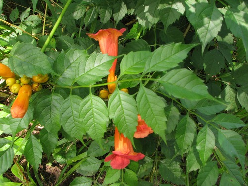 <p>Common Trumpetcreeper [Bignoniaceae]</p>