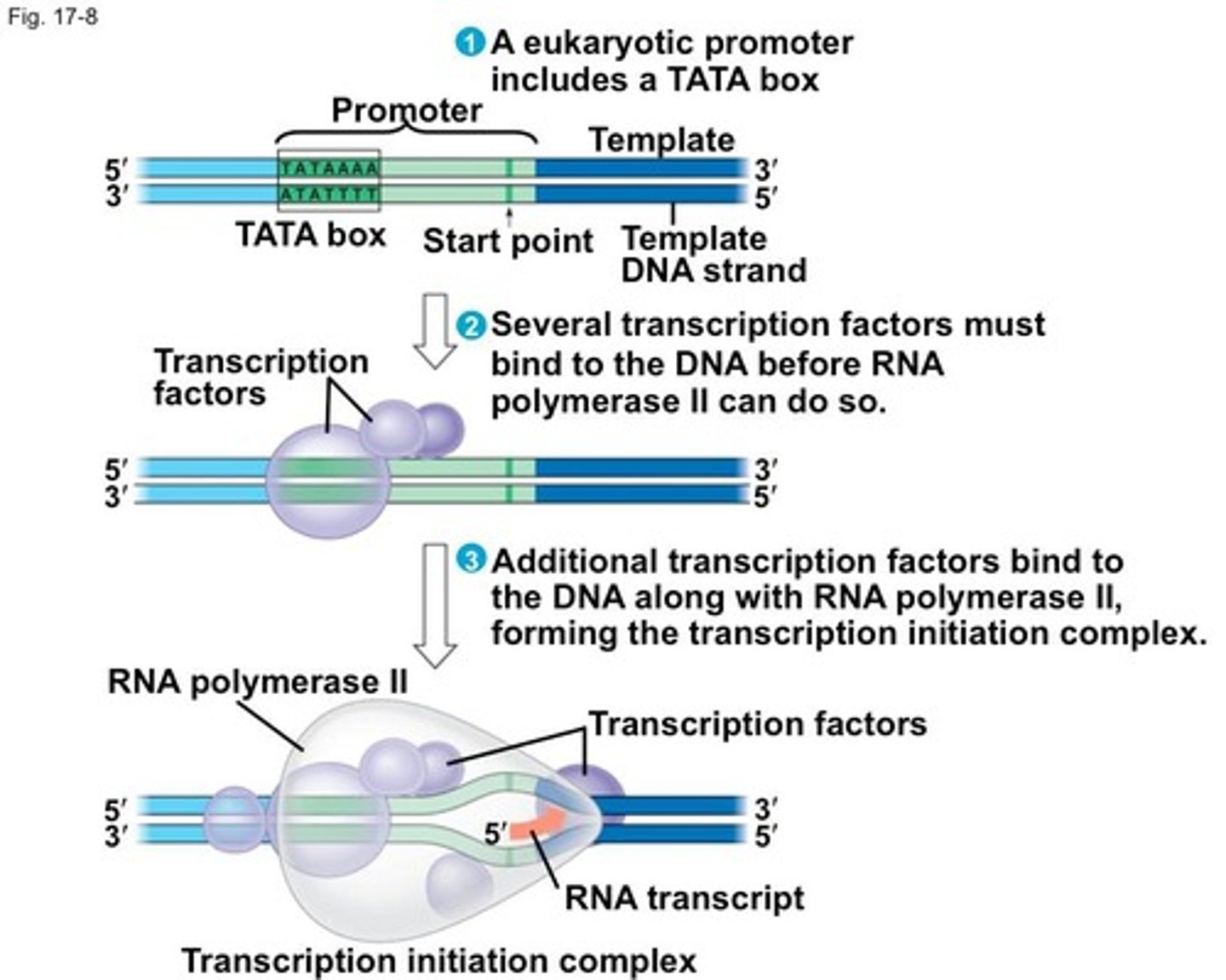 <p>DNA sequence where RNA polymerase binds.</p>