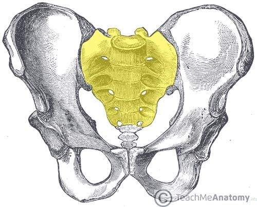 <p>inferior; Relating to the sacrum, which is the triangular bone at the base of the spine.</p>
