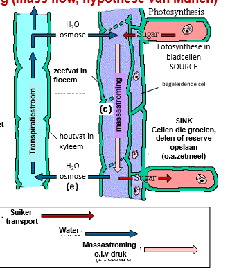 <ul><li><p>suiker door het floeem getransporteerd (in 2 richtingen)</p></li><li><p>floeemsap vol met suiker (concentratie dus heel groot, veel suiker)</p></li><li><p>gedraagt zich niet als een wateroplossing, dus transport is anders </p><ul><li><p>masastroming: fotosyntetische cellen willen suiker, de stoffen in de plant gaan bewegen doordat er een drukverschil is (van hoge nr lage druk)</p></li><li><p>concentratie is dus veel lager, ATP nodig aan de uiteinden gebeurd omgekeerde SINK cellen</p></li><li><p>sucrose verlaat het floeemvat, suiker word uitgedreven dus de concetratie in  is veel groter en aan de SINK-zijde word de concentratie laag gehouden en is de druk daar ook laag</p></li><li><p>kan ook nr zetmeelreserve worden omgezet om de winter te overleven </p></li></ul></li></ul><p></p>