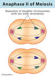* replicated chromosomes are separated into chromatids by spindle fibres