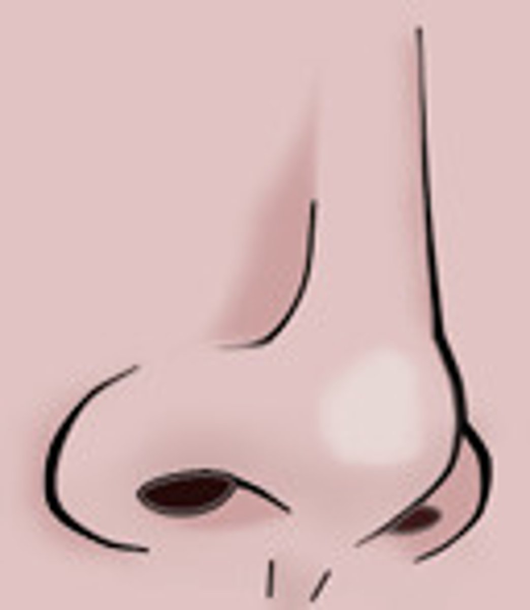 <p>Nose</p>