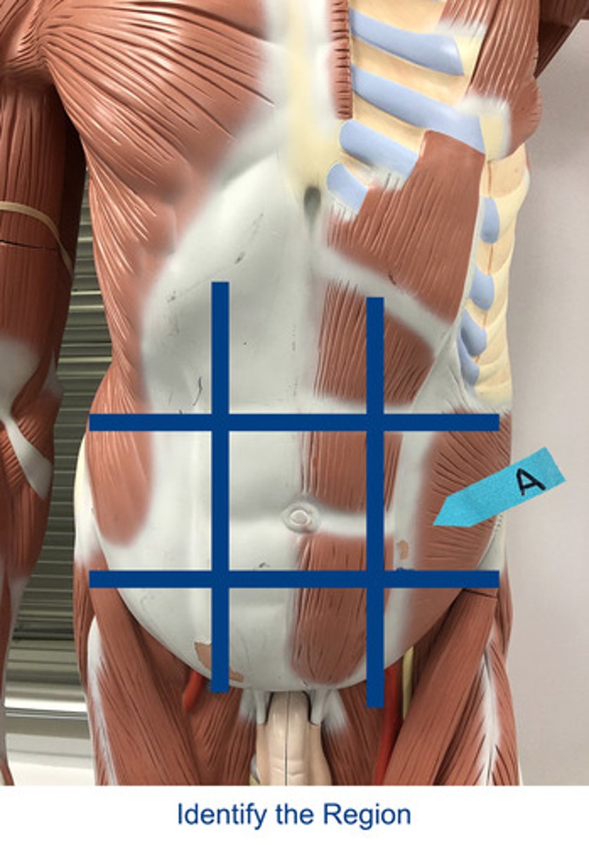<p>Identify the area indicated by the arrow.</p>