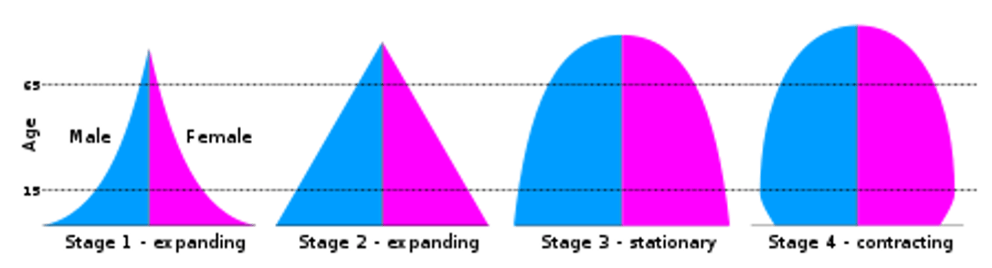 <p>triangle (rapid growth/LDC); column (slow/stable growth/MDC); cup/pentagon (declining growth)</p>