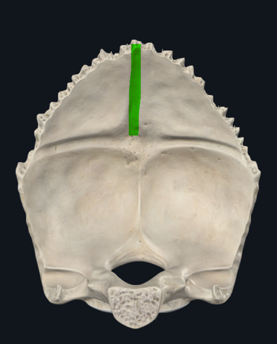 <p>Termina en la protuberancia occipital interna</p>