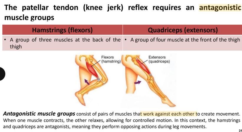 <p>Flexion: bending a joint, extension: straightening a joint</p>