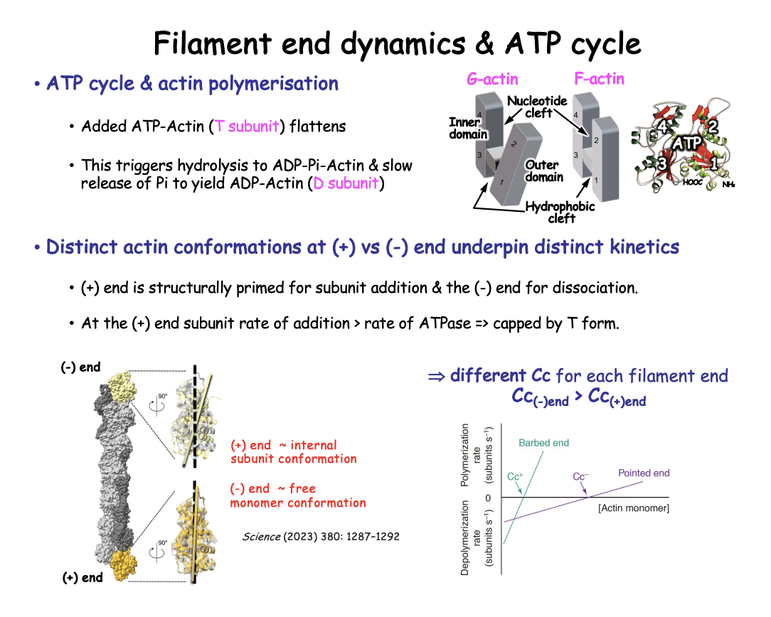 <ol><li><p><strong>incoming monomer</strong>→ ATP-boud actin monomers (<strong>T form</strong>) </p><ul><li><p>Preferentially incorporated</p></li><li><p>Domains are <strong>twisted</strong></p></li></ul></li><li><p><strong>Newly polymerised</strong>→ 20 degree scissor like rotation</p><ul><li><p> <strong>Flat conformation</strong> on outer domain</p></li><li><p>(the one facing outwards in the helical filament)</p></li></ul></li><li><p>Rotation enhances <strong>ATP</strong> hydrolysis to ADP-Pi-ACtin</p></li><li><p>Slow release of Pi </p></li><li><p>Yields ADP-actin→ <strong>D form</strong></p></li></ol><p></p><p><em>This process explains why there are two different properties of the two ends</em></p>