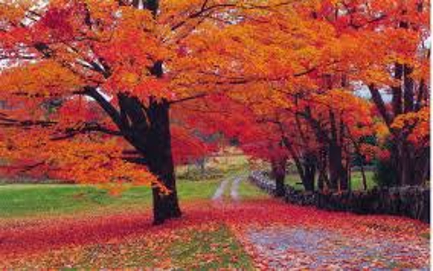 <p>Fall</p>