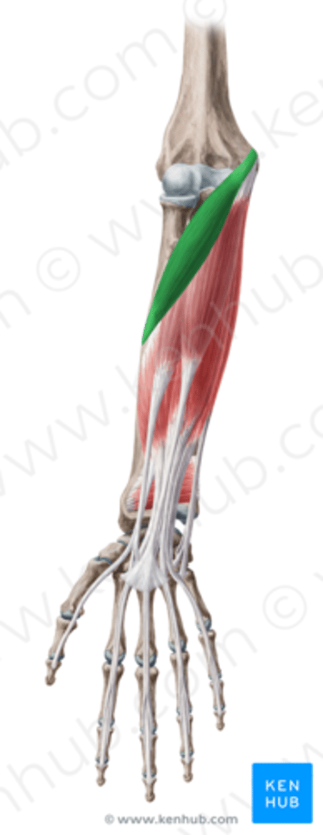 <p>Welke spier is dit?</p>