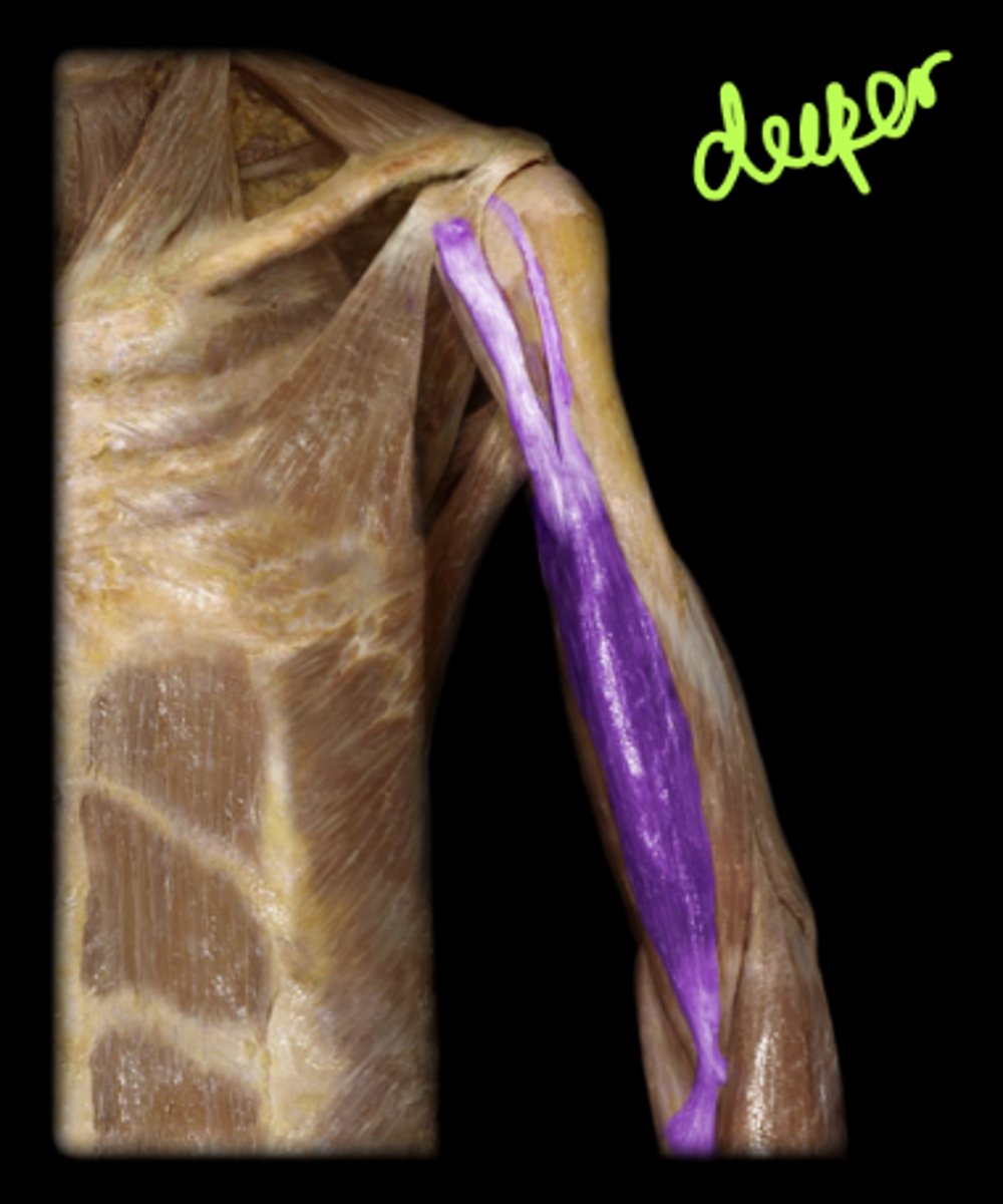 <p>long head origin: superior margin of the scapula’s glenoid cavity.</p><p>short head origin: coracoid process of the scapula.</p><p>insertion: tuberosity of the radius and the fascia of the forearm.</p><p>action: synergist of elbow flexion; rapid or forceful supination of forearm; the tendon of the long head helps support the glenohumeral joint.</p>