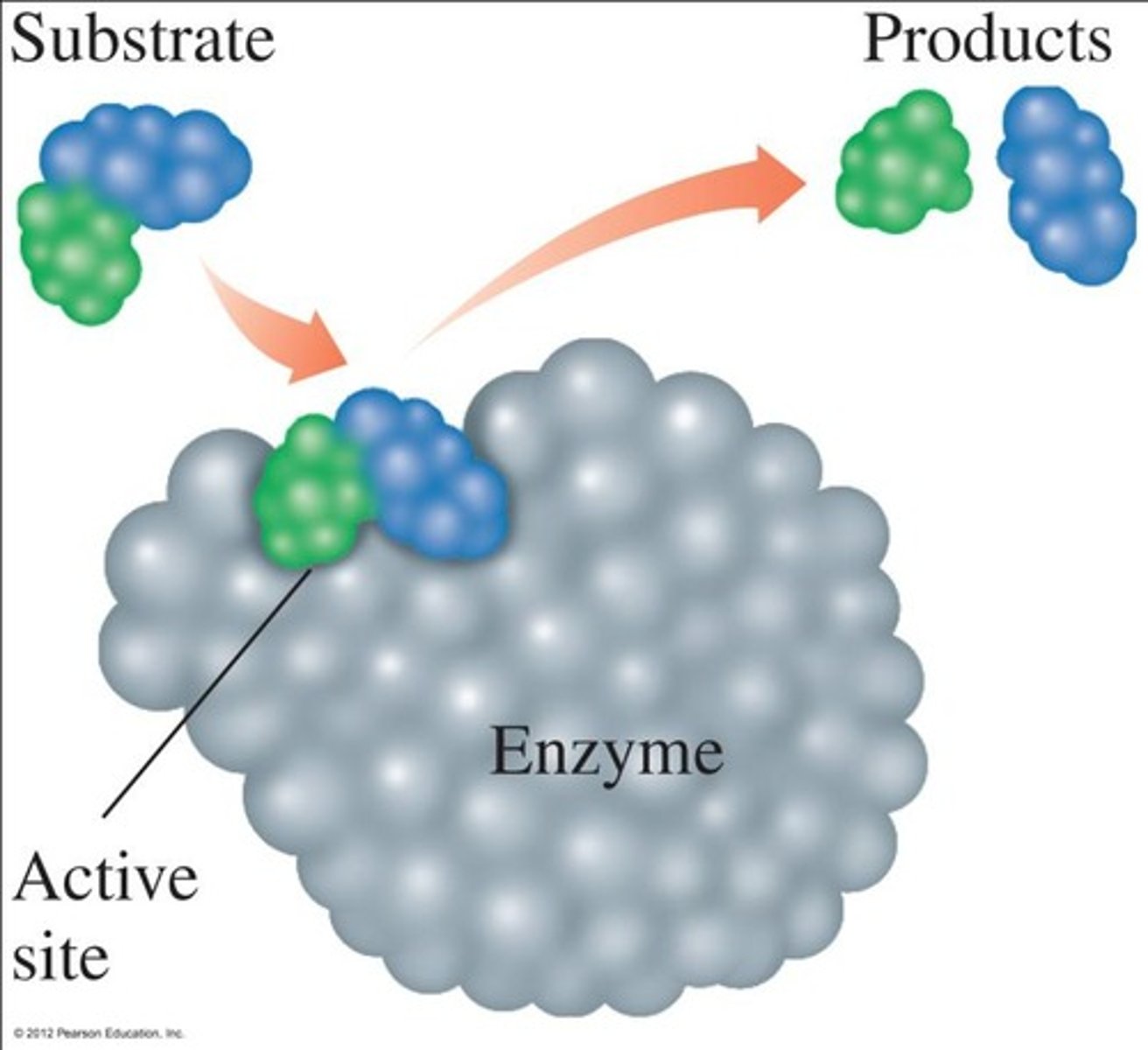 <p>Enzymes lower the activation energy (Ea) by adsorbing substrates onto an active site.</p>
