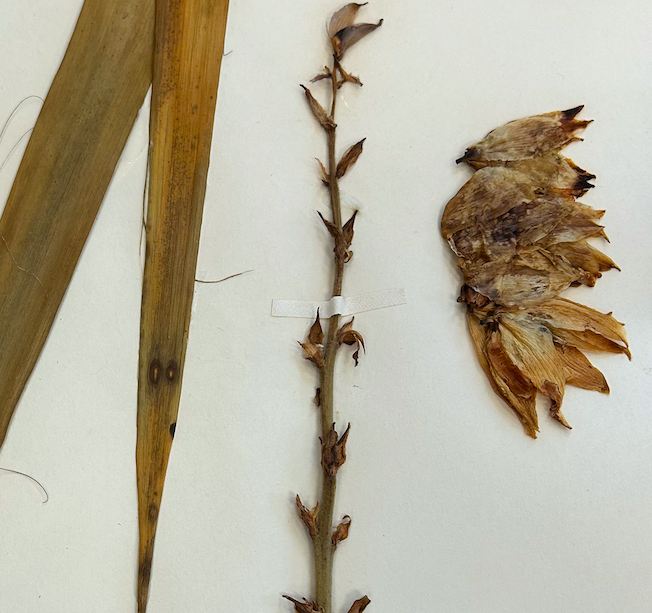 <p>Asparagales</p><p>Asparagaceae</p><p><em>Yucca filamentosa</em></p>