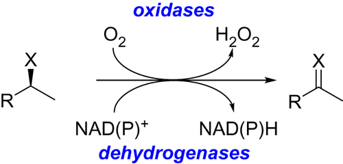 <p>An oxidase is an enzyme that <strong>catalyzes the transfer of electrons</strong> from a substrate to molecular oxygen (O₂), leading to the formation of reactive oxygen species.</p>