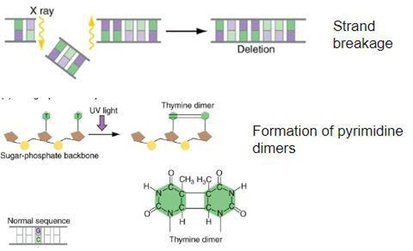 <p>Radiation can cause DNA damage, leading to mutations such as breaks in the DNA strands or the formation of thymine dimers.</p>