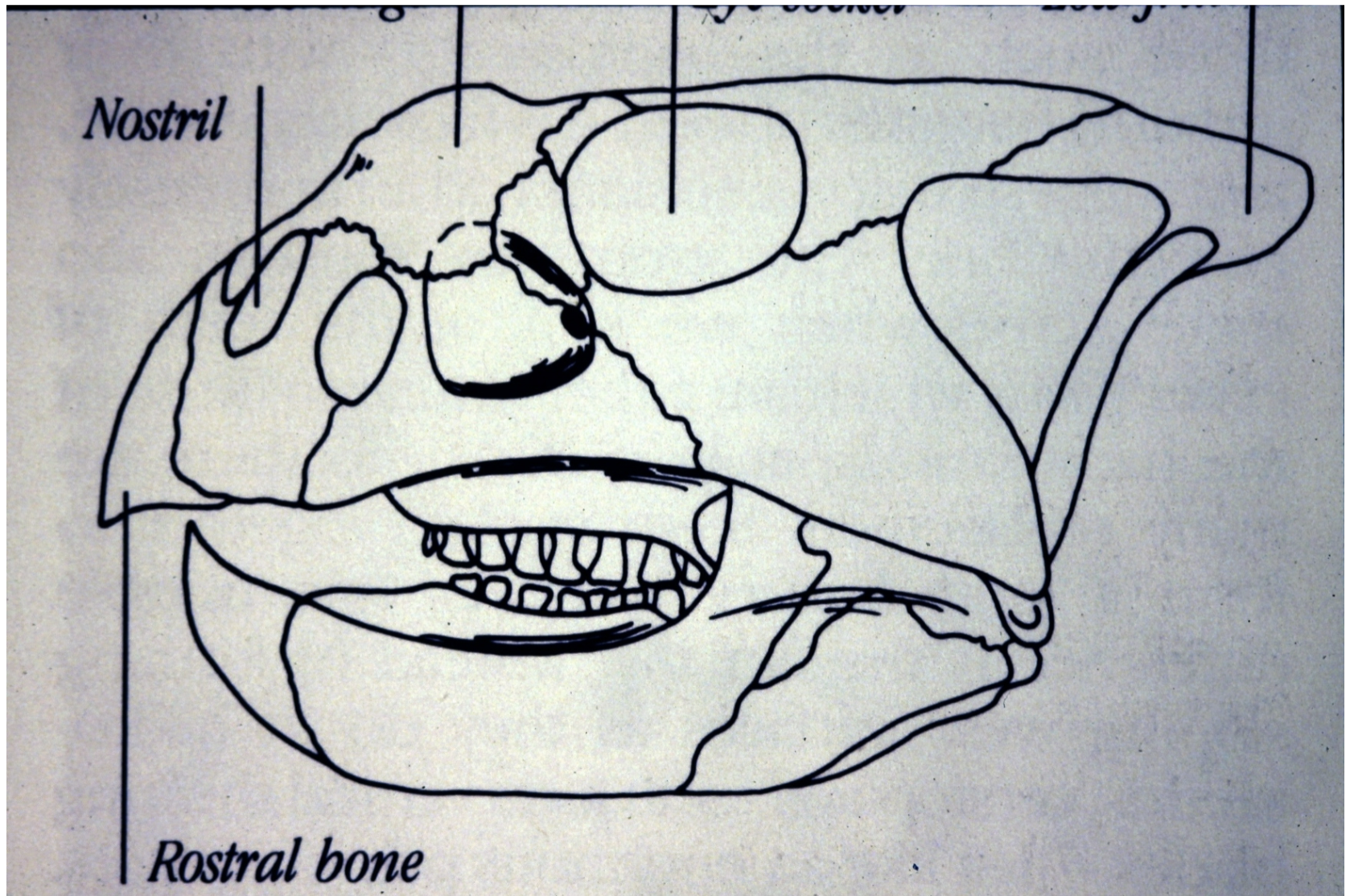 <p>Dietary Adaptation</p>