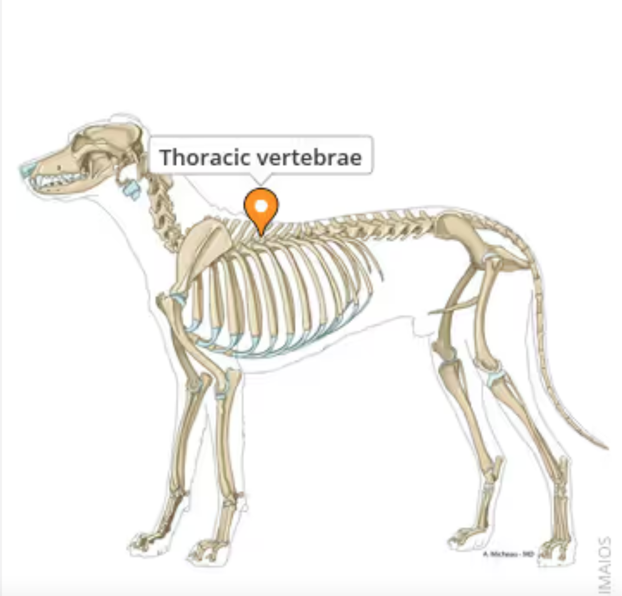 <p>Forms thoracic spine and articulates with the ribs. T1-T13 (carnivores, cows, sheep) , T1-T18 (horses), T1-T14 or T15 (pigs)</p>