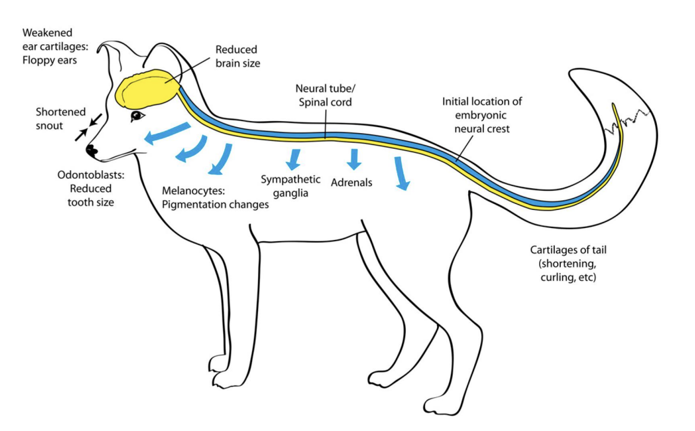 <ul><li><p>only dogs exhibit all traits of the domestication syndrome</p></li></ul><p>BUT</p><ul><li><p>even in dogs the traits are inconsistently expressed in different breeds</p><p>→ no obvious correlation with temperament</p></li></ul><p></p>