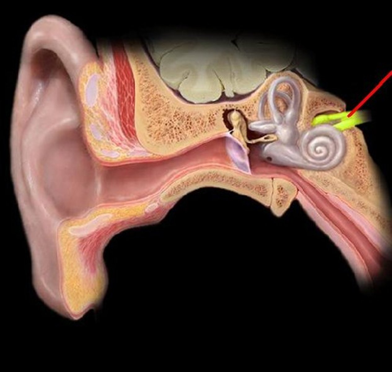 <p>It's made of the vestibular nerve, which monitors sensations of balance, position, and movement and the cochlear nerve, which monitors hearing receptors.</p>