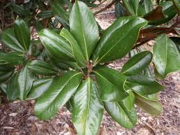 <p><span>Large evergreen tree with large, leathery, dark green leaves and large, fragrant white flowers. Used ornamentally and for shade.</span></p>