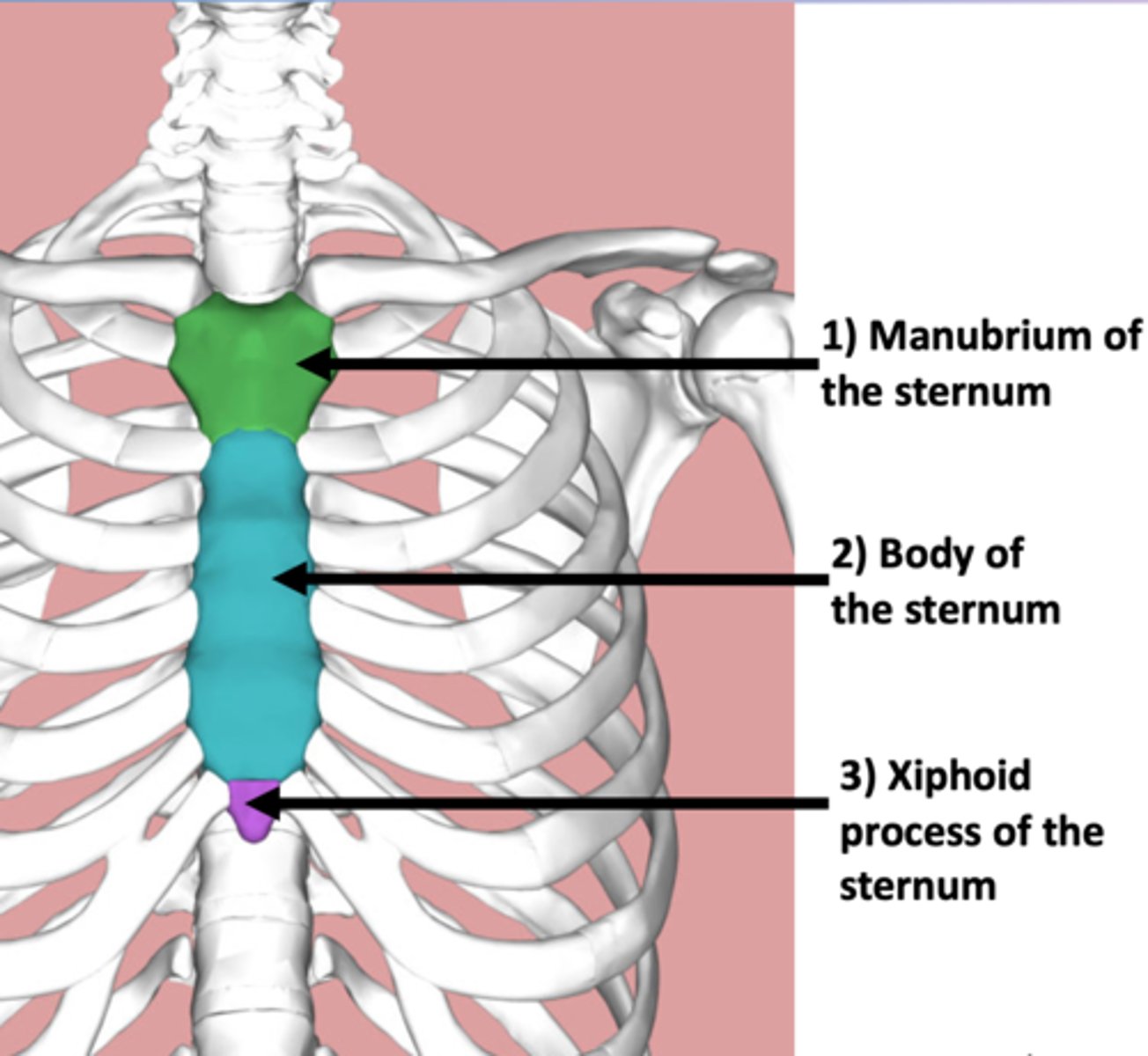 <p>1) the manubrium</p><p>2) the body,</p><p>3) xiphoid process.</p>
